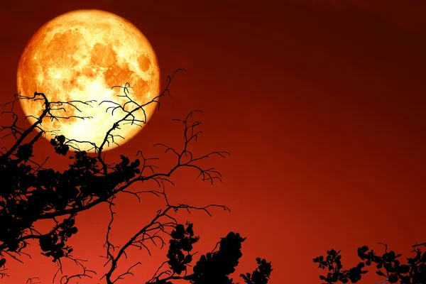 tam kanlı ay siluet dal kuru ağaç, Nasa tarafından döşenmiş bu görüntü unsurları yukarıda gökyüzünde yüzen
