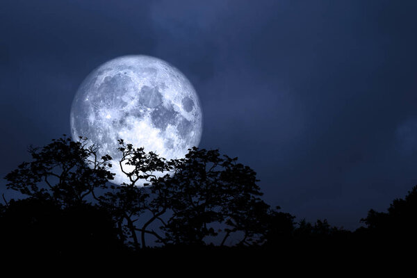 Full moon back over silhouette leaves on tree in night sky, Elements of this image furnished by NASA