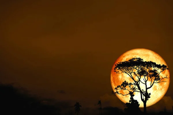 Кров Повний Місяць Назад Над Силует Дерева Поле Нічному Небі — стокове фото