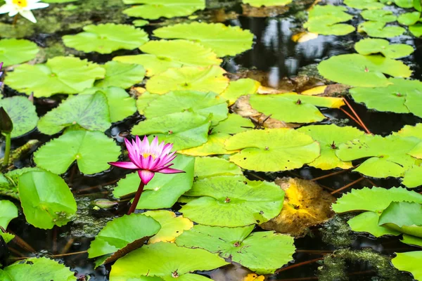 Lotusblütenstrauß Der Oberfläche Sumpf Voller Blätter Der Wasseroberfläche — Stockfoto