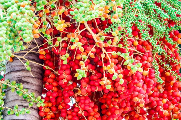 Fresco Semillas Palma Crudas Granja Palmera Tiene Coloridos Frutos Palma — Foto de Stock