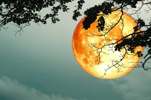 Super Full Blood Moon Floats Night Sky Silhouette Branch Dry — Photo