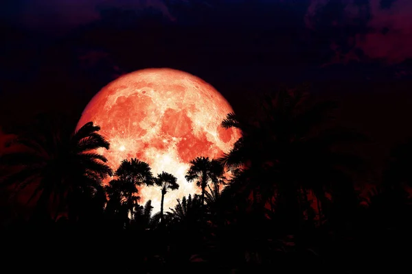 Full Red Blood Moon Back Silhouette Ancient Palm Night Red — Stock Photo, Image