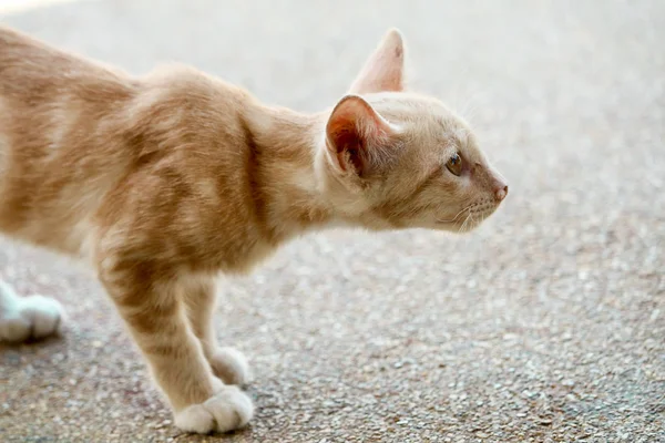 Los Gatitos Están Mirando Algo Ten Cuidado Moverte —  Fotos de Stock