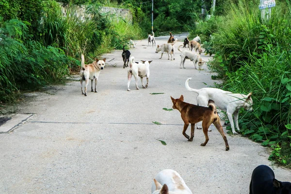 Los Perros Callejeros Esperan Comida Gente Que Pasado Por Desierto — Foto de Stock