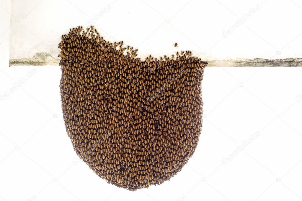 Herd of bee hang on outside the nest to protect the nest from the sun shines