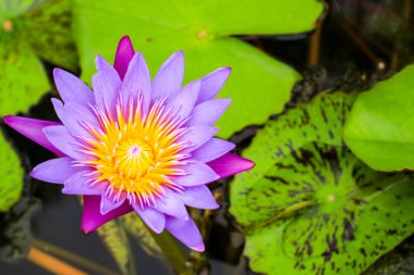 Lotus çiçek buketi yaprakları su yüzeyinde dolu bataklık yüzeyi