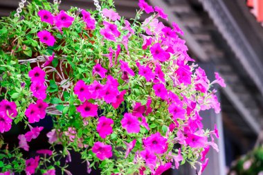 Çit üzerinde evi dekore etmek için önünde bir tencerede pembe Petunya asılı