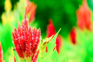 Celosia çiçek buketi çiçek bahçesinde yaz aylarında 's.