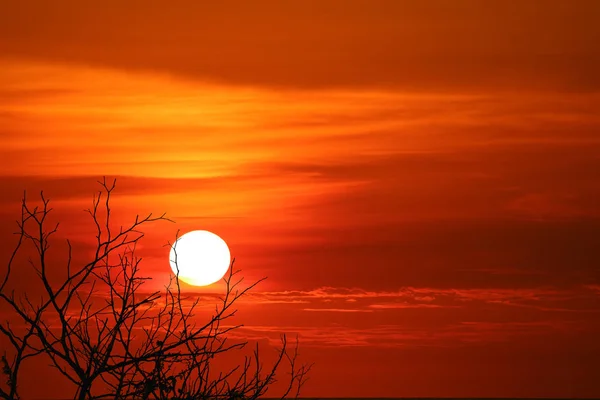 Słońce Spada Powierzchnię Morza Cienie Gałęzie — Zdjęcie stockowe