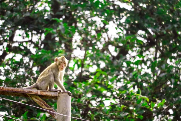 Monos Selva Están Subiendo Postes Eléctricos Para Buscar Encaje Fruta — Foto de Stock