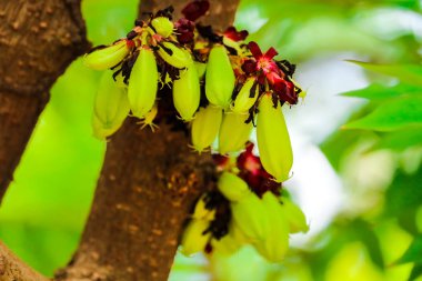 bilimbi meyve taşıyan ağaca, bu göreli bir carambola