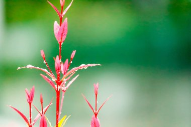 Christina genç kırmızı yaprakları birkaç gün sonra yağmur damlası growning olduğunu
