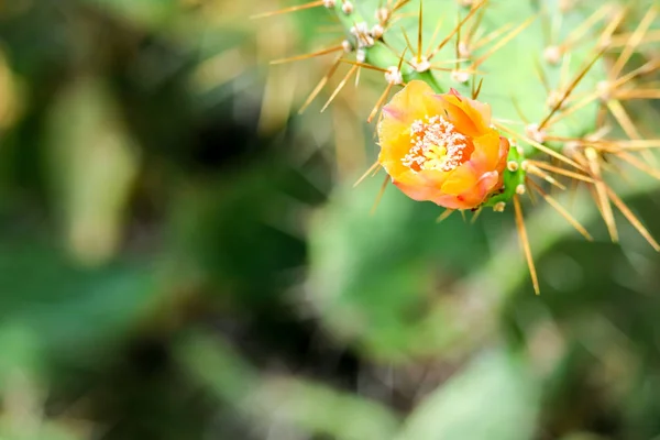 Wild Desert Cactus Flower Blooming Green Garden — Stock Photo, Image