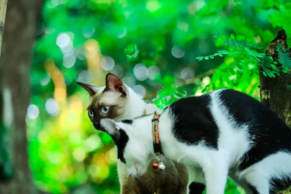 Siamese Cats Climb Trees Catch Squirrels Can Climb Looking Someone — Stock Photo, Image