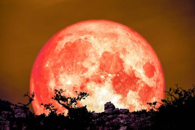 kanlı ay geri üzerinde bitki ve ağaç cliff gece gökyüzü, Nasa tarafından döşenmiş bu görüntü unsurları üzerinde