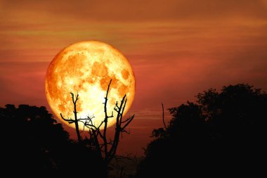 tam kanlı ay sırt yere akşam gökyüzünde, Nasa tarafından döşenmiş bu görüntü unsurları alanında ağaç siluet şube