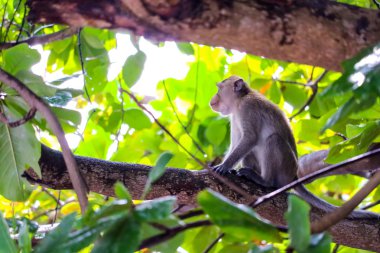 Jungle monkeys dantel ve yere düşen meyve aramak için en iyi ağaç tırmanma vardır