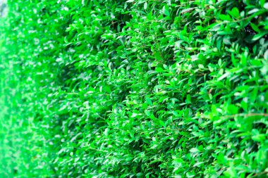 Büyüyen doğal ağaç duvar açık çit, yağmur mevsimi bırakır