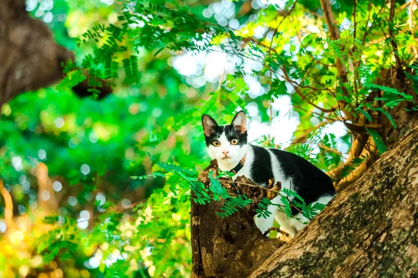 Gato Trepar Árboles Para Coger Ardillas Pero Puede Bajar Están —  Fotos de Stock