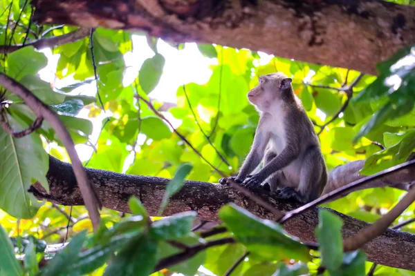 Monos Selva Están Trepando Árbol Superior Para Buscar Encaje Fruta — Foto de Stock