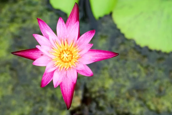 Lotus Flower Bouquet Surface Swamp Full Leaves Water Surface — Stock Photo, Image