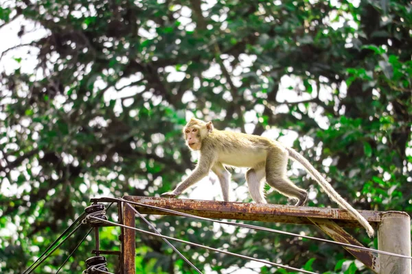Monos Selva Están Subiendo Postes Eléctricos Para Buscar Encaje Fruta — Foto de Stock