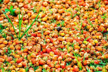 bahçede yeşil çimenlerin üzerinde kırmızı palmiye tohumu düşmek