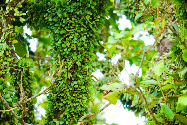 Asclepiadaceae Trädet Bark Glider Över Ytan Trä Utökar Territorium — Stockfoto