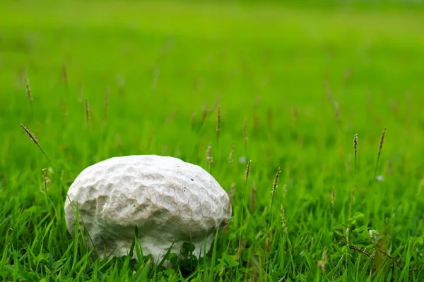 Brain mushrooms on the grass in the garden, resting concepts natural therapy and relax