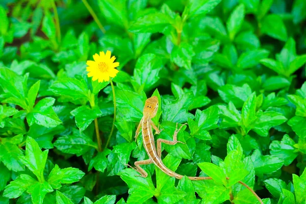 Gyík Felső Zöld Növény Sárga Virág Virágos Kertben — Stock Fotó