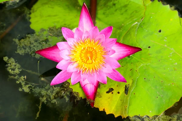 Lotus Flower Blooming Surface Swamp Full Leaves Water Surface — Stock Photo, Image