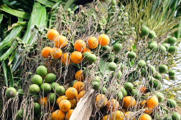 Orange Palm Frö Och Nya Gröna Palm Frö Träd — Stockfoto