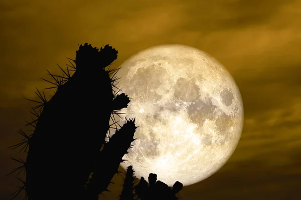 Super Luna Llena Atrás Silueta Cactus Desierto Elementos Esta Imagen — Foto de Stock
