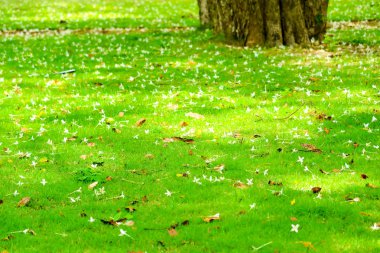 Millingtonia hortensis düştü yeşil çim Bahçe, kavram ralax, doğa tatil, hafta sonu