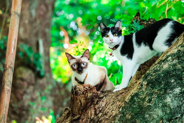 Siamesisk Katter Klättra Träd För Att Fånga Ekorrar Men Det — Stockfoto