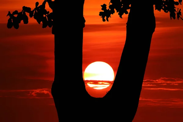 Ηλιοβασίλεμα Στο Μεταξύ Σιλουέτα Δέντρο Στο Πολύχρωμο Ουρανό Βράδυ — Φωτογραφία Αρχείου