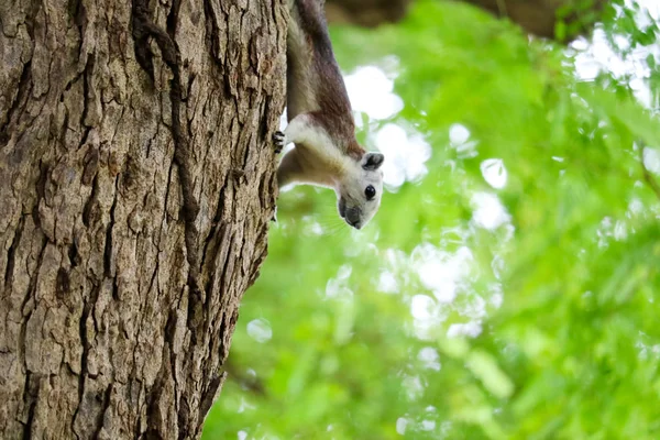 Ardilla Pega Árbol Cuidadosamente Mientras Encuentra Fruta Para Comer — Foto de Stock