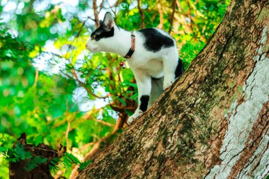 Siyam kediler sincap yakalamak için ağaca tırmanmayı. Ama bu inebilirim değil, onlar are seyir için birisi aşağı yardımcı