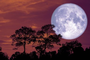 super snow moon back silhouette tree in field on night sky, Elements of this image furnished by NASA clipart
