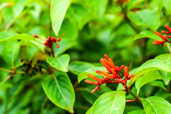 Hamelia Patens Arbusto Perene Família Rubiaceae Nativa Americana Tropical — Fotografia de Stock