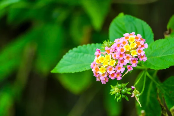 Lantana Camara Красочный Цветок Цветущий Зеленом Саду — стоковое фото