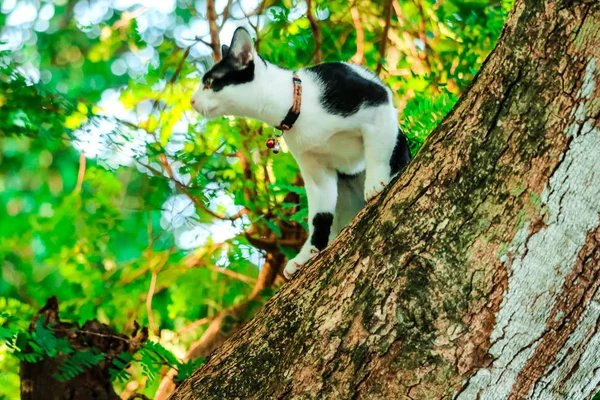 Koty Syjamskie Wspinać Się Drzewa Aby Złapać Wiewiórki Ale Nie — Zdjęcie stockowe
