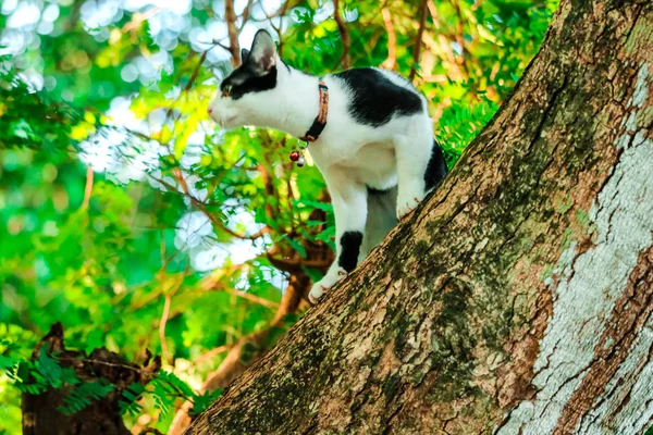 Des Chats Siamois Grimpent Aux Arbres Pour Attraper Des Écureuils — Photo