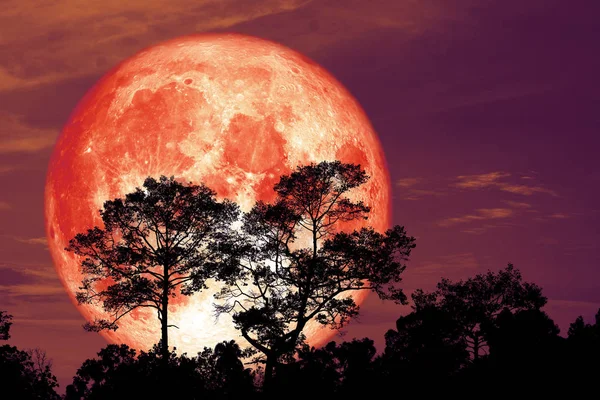 Super Snow Blood Moon Back Silhouette Tree Field Night Sky — стоковое фото