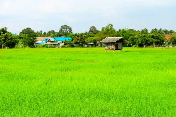 小屋四周环绕着绿色的稻田和树木背景 — 图库照片