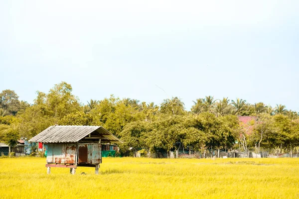 Casa Está Rodeada Campos Arroz Verde Fondo Del Árbol —  Fotos de Stock