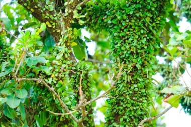Asclepiadaceae ağaç kabuğu kayar ahşap, yüzey üzerinde uzanan bölge