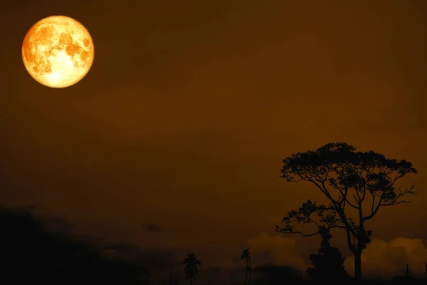 Měsíc Plný Krve Zpět Nad Silueta Stromu Poli Noční Obloze — Stock fotografie