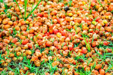 bahçede yeşil çimenlerin üzerinde kırmızı palmiye tohumu düşmek